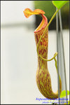 DSC_9367_nEO_IMG Nepenthes boschiana