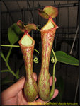 IMG_0032_nEO_IMG  Nepenthes boschiana