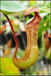 DSC_3006_nEO_IMG Nepenthes clipeata x (clipeata x eymae)