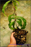DSC_4388_nEO_IMG Repotting of a Nepenthes rowanae
