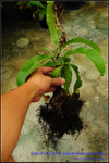 DSC_4389_nEO_IMG Repotting of a Nepenthes rowanae