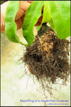 DSC_4392_nEO_IMG Repotting of a Nepenthes rowanae