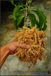 DSC_4393_nEO_IMG Repotting of a Nepenthes rowanae