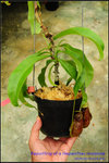 DSC_4394_nEO_IMGRepotting of a Nepenthes rowanae
