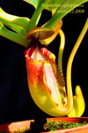 Nepenthes_ephippiata_1 ephippiata