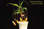 Nepenthes_glabrata_1 glabata