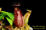 Nepenthes_hamata_2 hamata