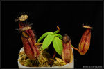 nEO_IMG_DSC_7670 hamata