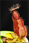 nEO_IMG_DSC_7673 hamata