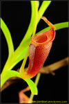 DSC_2371_nEO_IMG Nepenthes jamban