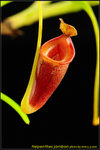 DSC_2372_nEO_IMG Nepenthes jamban
