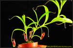 DSC_2373_nEO_IMG Nepenthes jamban