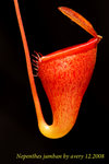 Nepenthes_jamban_2 jamban