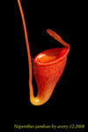 Nepenthes_jamban_3 jamban