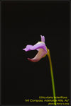 DSC_0634_nEO_IMG Utricularia lateriflora 'Mt Compass, Adelaide Hills, AU'