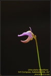 DSC_0637_nEO_IMG Utricularia lateriflora 'Mt Compass, Adelaide Hills, AU'