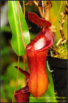 DSC_0938_nEO_IMG Nepenthes lowii x ventricosa