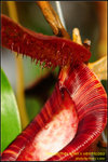 DSC_0939_nEO_IMG Nepenthes lowii x ventricosa
