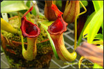 DSC_0961_nEO_IMG Nepenthes lowii x ventricosa