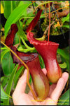 DSC_3017_nEO_IMG Nepenthes lowii x ventricosa