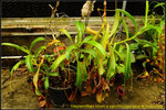 DSC_3171_nEO_IMG Nepenthes lowii x ventricosa