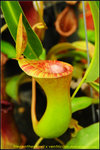 DSC_3560_nEO_IMG Nepenthes lowii x ventricosa