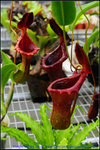 nEO_IMG_DSC_8885 lowii x ventricosa