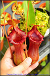 nEO_IMG_DSC_8929 Nepenthes lowii x ventricosa