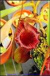 nEO_IMG_DSC_8930 Nepenthes lowii x ventricosa