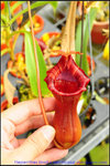 nEO_IMG_DSC_8931 Nepenthes lowii x ventricosa