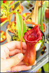 nEO_IMG_DSC_8932 Nepenthes lowii x ventricosa