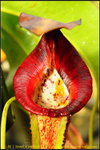 DSC_3553_nEO_IMG N. ( lowii x veitchii ) x boschiana