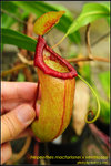 DSC_3127_nEO_IMG Nepenthes macfarlanei x ventricosa