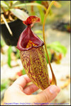 DSC_2876_nEO_IMG Nepenthes maxima x talangensis