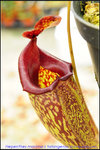 DSC_2878_nEO_IMG Nepenthes maxima x talangensis