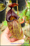 DSC_3033_nEO_IMG Nepenthes maxima x talangensis