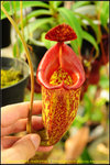DSC_3547_nEO_IMG Nepenthes maxima x talangensis