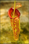 DSC_4280_nEO_IMG Nepenthes maxima-Dark x talangensis