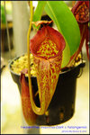 DSC_4284_nEO_IMG Nepenthes maxima -Dark x talangensis