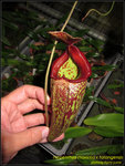 IMG_0044_nEO_IMG Nepenthes maxima x talangensis