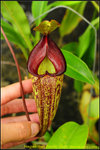 nEO_IMG_DSC_8893  Exotic Lady