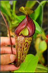 nEO_IMG_DSC_8894 Exotic Lady