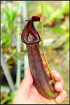 DSC_3028_nEO_IMG Nepenthes maxima x xtrusmadiensis