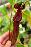 DSC_3099_nEO_IMG Nepenthes maxima x TM