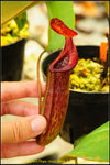 DSC_3519_nEO_IMG Nepenthes maxima x TM