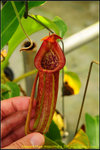 DSC_3567_nEO_IMG Nepenthes maxima x TM