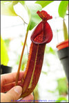 nEO_IMG_DSC_8911 Nepenthes maxima x xtrusmadiensis