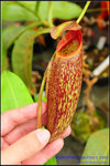 DSC_3065_nEO_IMG Nepenthes maxima x mira
