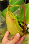 DSC_3564_nEO_IMG Nepenthes merrilliana x truncata