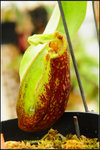 DSC_3766_nEO_IMG Nepenthes mirabilis (m) - Red Winged